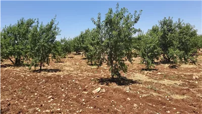 برشتا : قرية ريفية أردنية رائعة