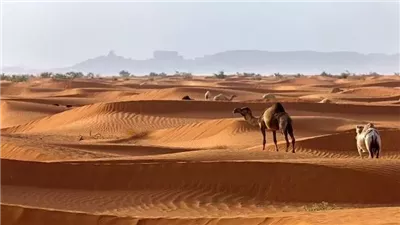 أصل عائلة البناقي