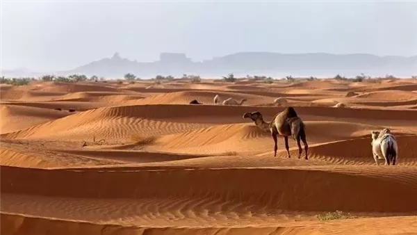 موقع أيام نيوز