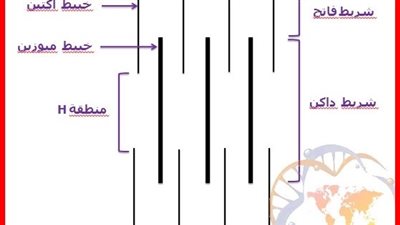كل ما تريد معرفتة عن الساركومير