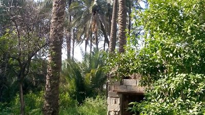 مدينة بيش السعودية: مدينة الطبيعة والمناخ المعتدل