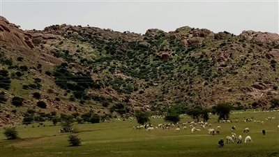 ولاية القصارف أرض النخيل والجمال