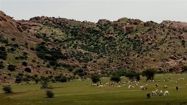 موقع أيام نيوز