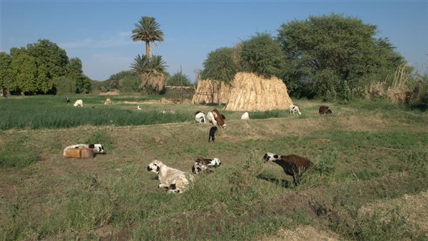 موقع أيام نيوز