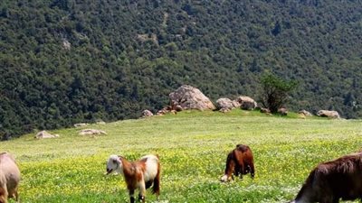ام الخشب في عجلون