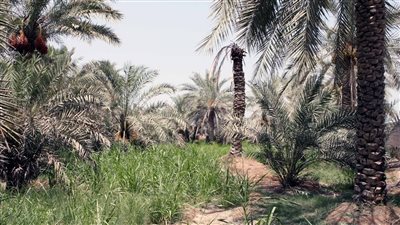 مربح وجهة سياحية تاريخية وثقافية في الفجيرة