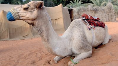 منطقة بياتة في أم القيوين وجهة سياحية طبيعية