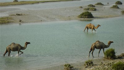 خور بيضا في أم القيوين محمية طبيعية مهمة