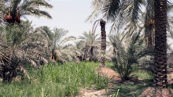موقع أيام نيوز