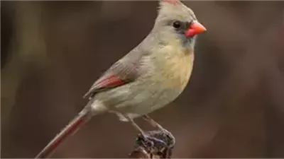 طائر لا يطير في يوم الجمعة